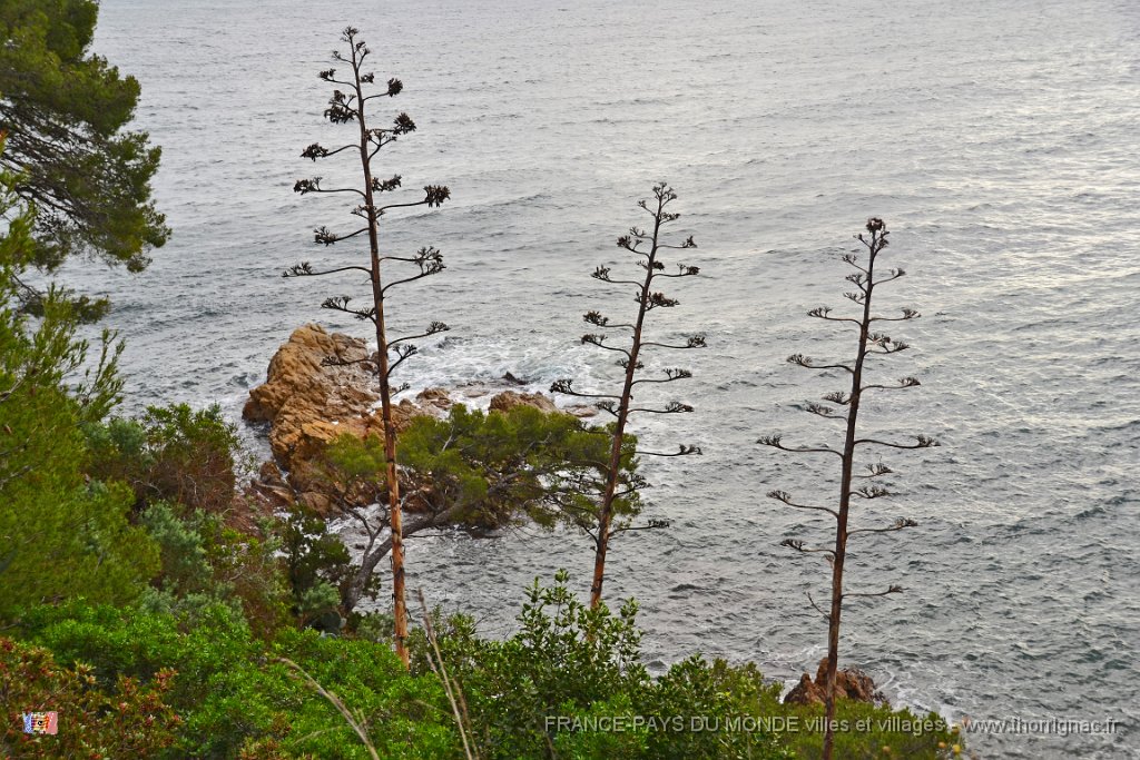 Pointe du Layet Le Lavandou 9.jpg - Pointe du Layet.  Le 05 décembre sous la pluie.